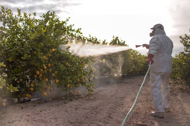 Best Affordable Pest Control Services  in Dash Point, WA
